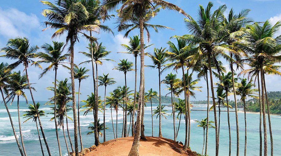 Climb Coconut Tree Hill